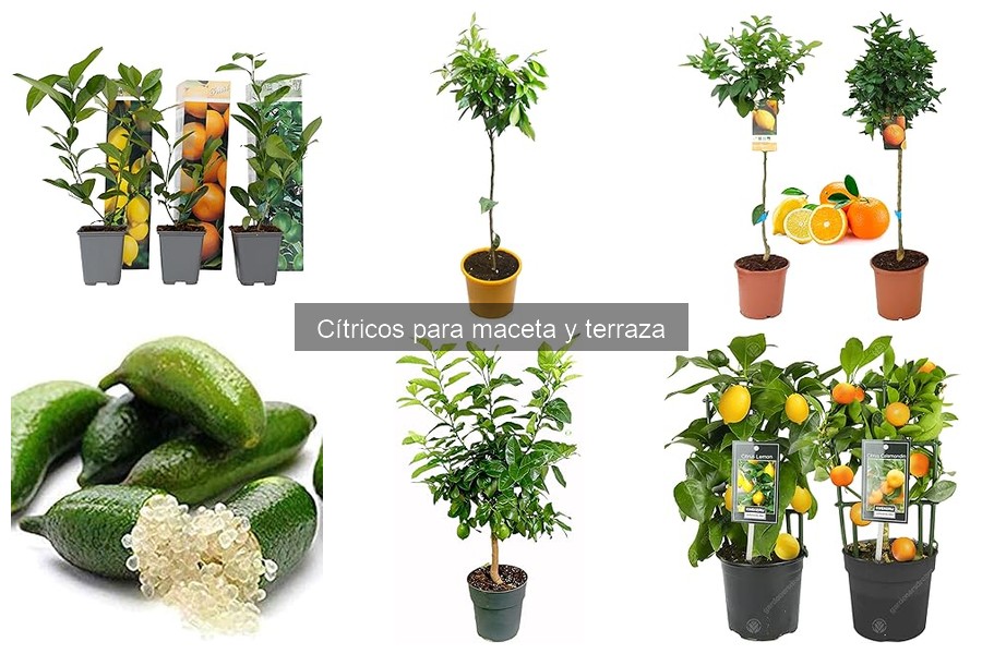 Mejores cítricos para cultivar en balcones pequeños