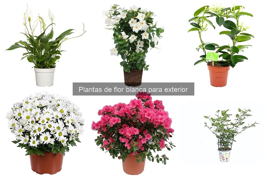 Mejores combinaciones de flores blancas para tu jardín