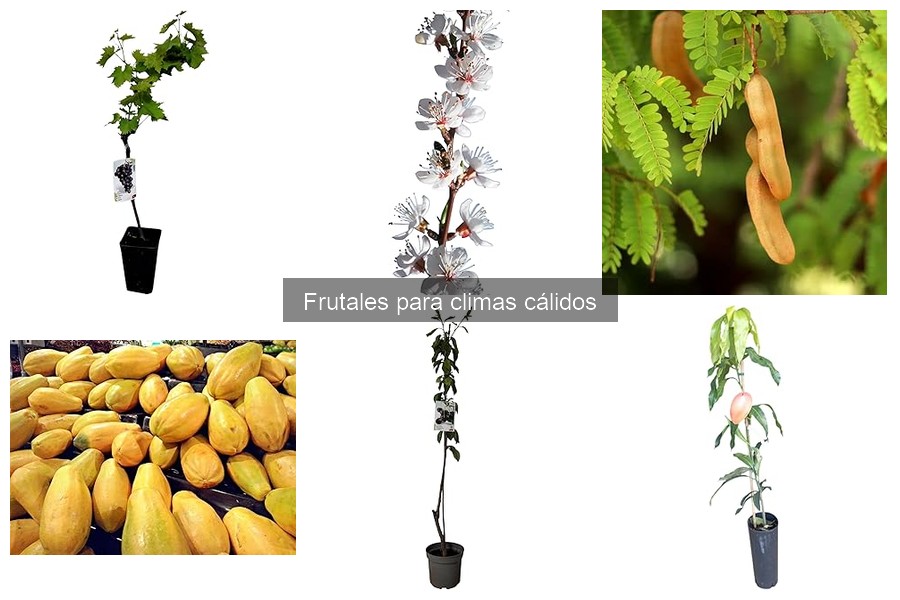 Mejores consejos para cosechar frutales en clima cálido