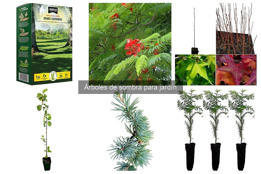 Mejores consejos para plantar árboles de sombra en tu jardín