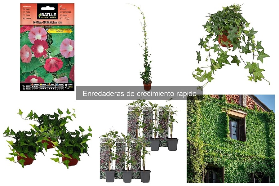 Mejores enredaderas de crecimiento rápido para cubrir muros