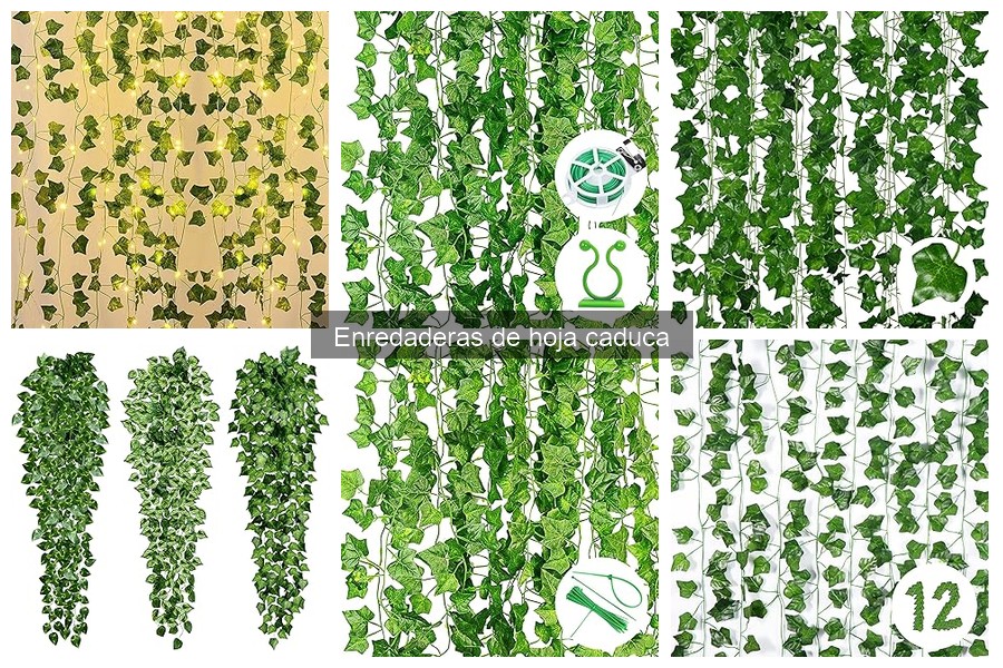 Mejores enredaderas de hoja caduca para climas mediterráneos