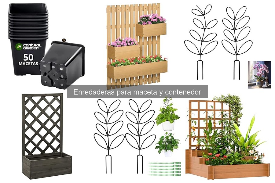 Mejores enredaderas para jardineros principiantes