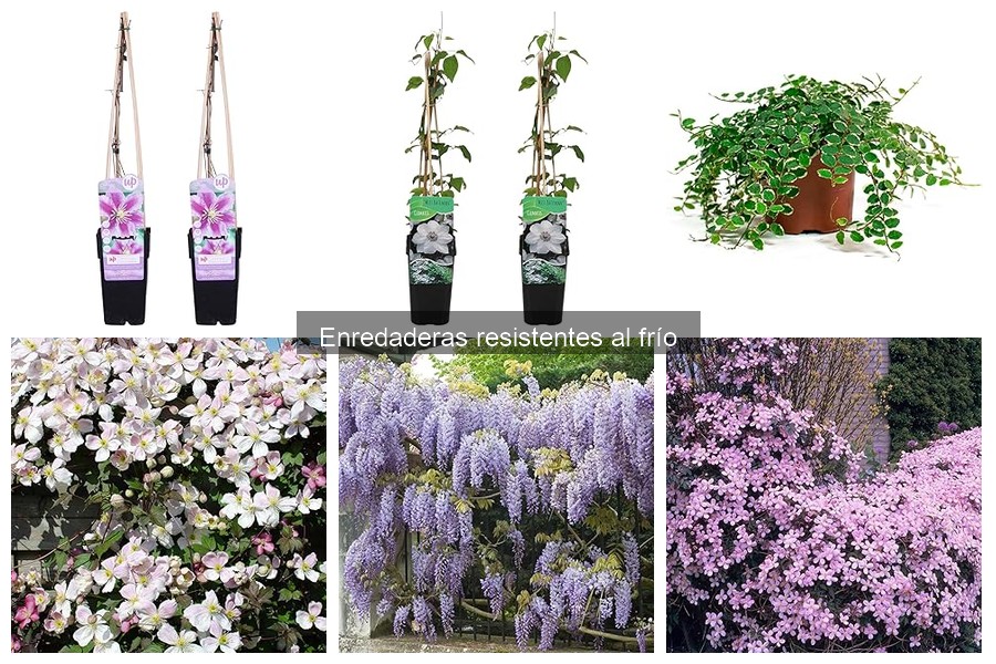 Mejores enredaderas resistentes al frío para jardines pequeños