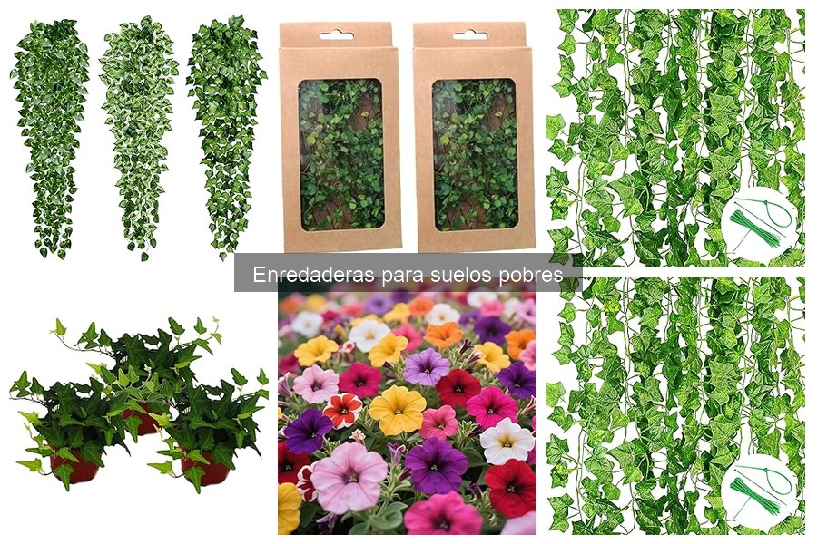 Mejores enredaderas trepadoras para suelos pobres