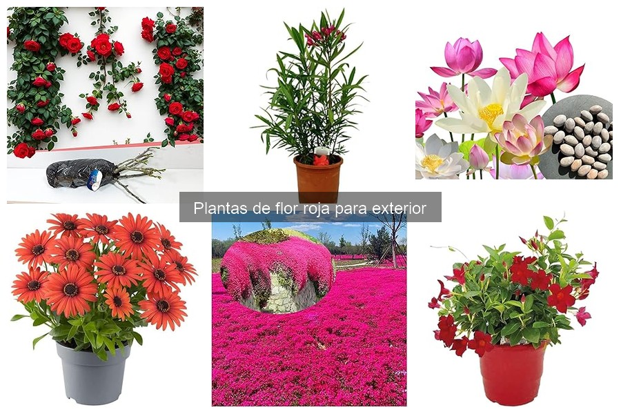 Mejores fertilizantes para plantas de flor roja en exterior