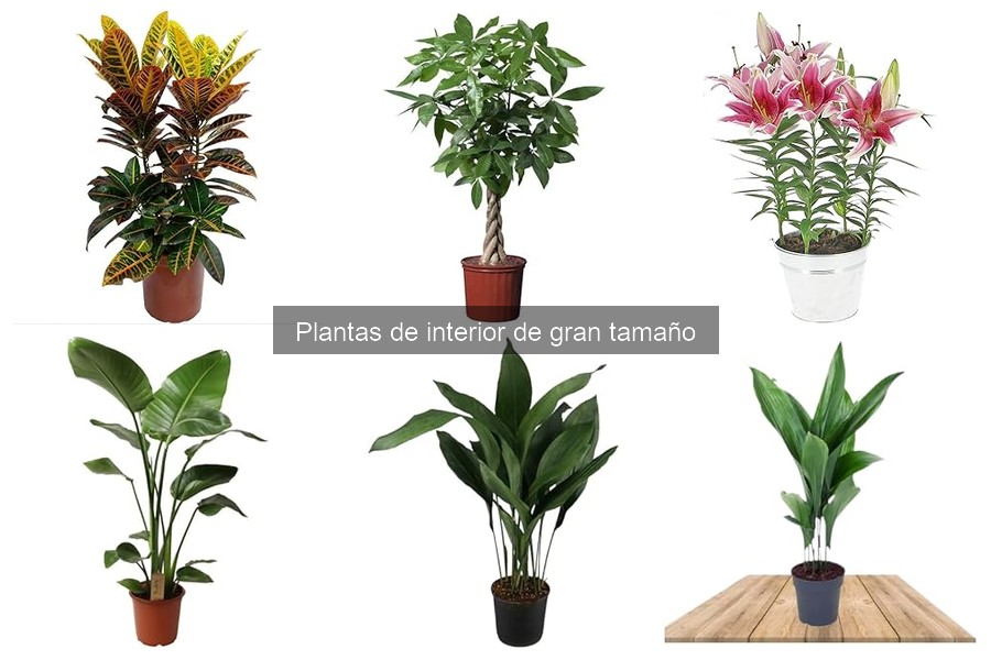 Mejores fertilizantes para plantas de interior grandes