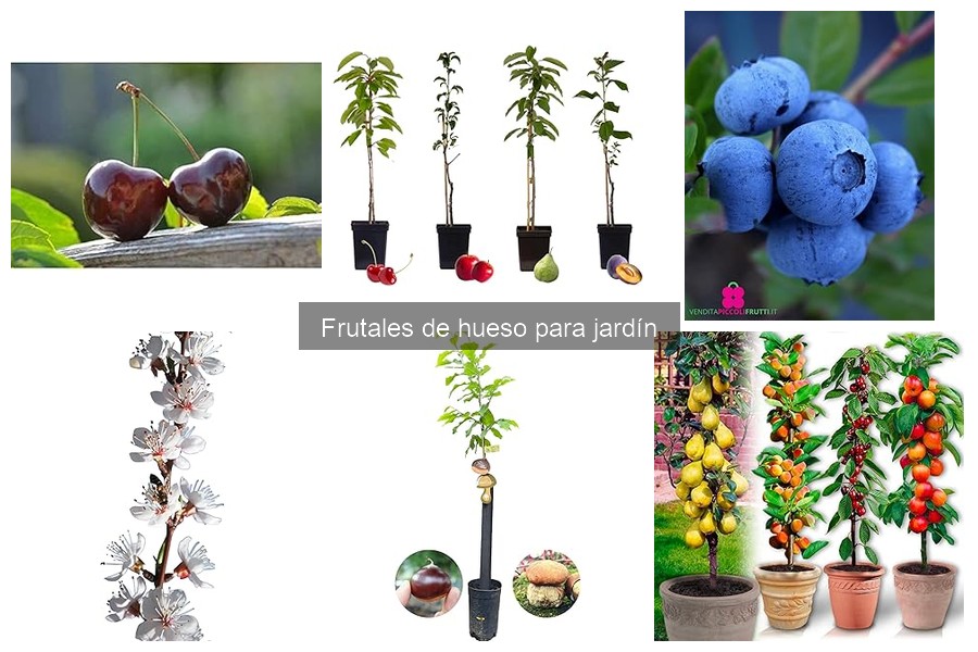 Mejores frutales de hueso para climas cálidos