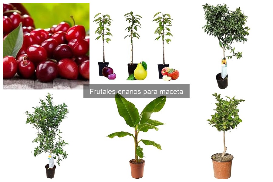Mejores frutales enanos para cultivar en casa