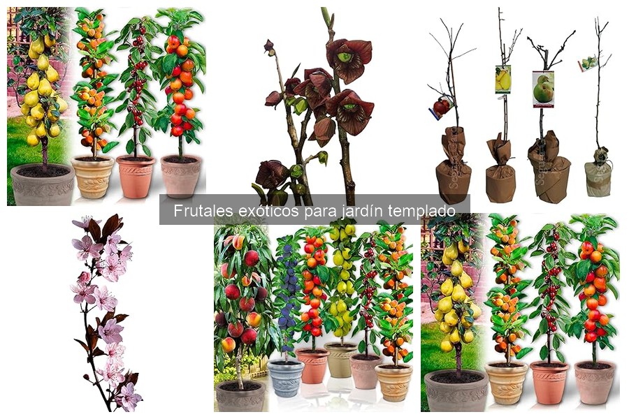 ** Mejores frutales exóticos para principiantes en jardinería