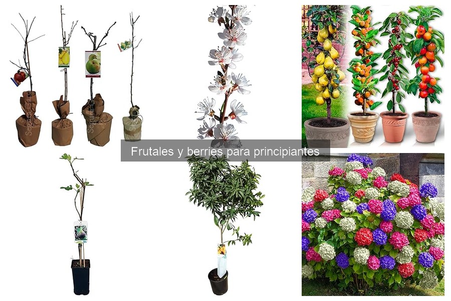 Mejores frutales para climas templados: guía para principiantes