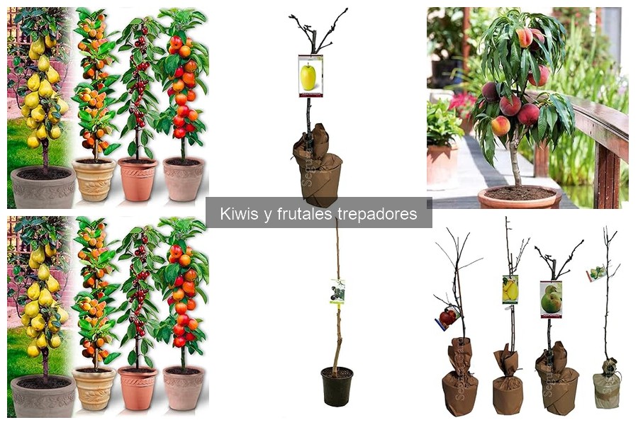 Mejores herramientas para cultivar kiwi en tu jardín