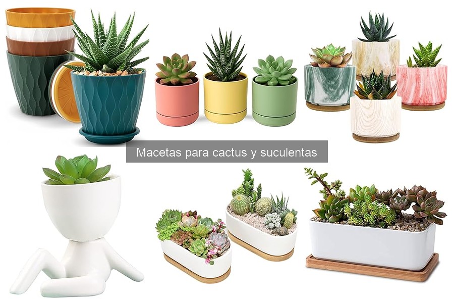 Mejores macetas para cactus según el clima: guía comparativa