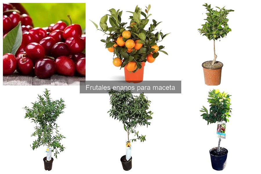 Mejores macetas para frutales enanos: guía completa