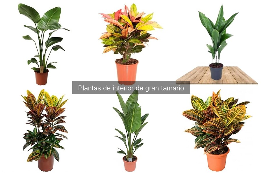 Mejores macetas para plantas de interior grandes