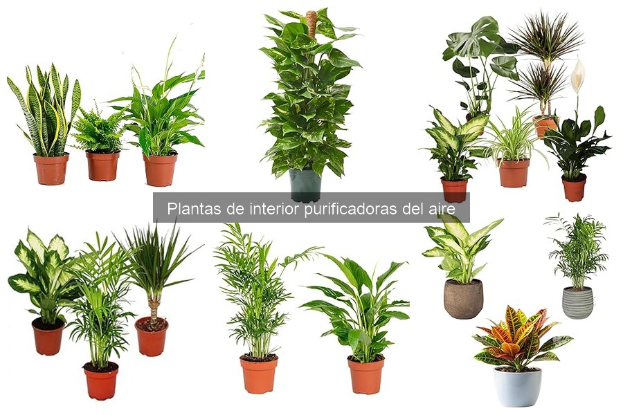 Mejores métodos para agrupar plantas purificadoras del aire