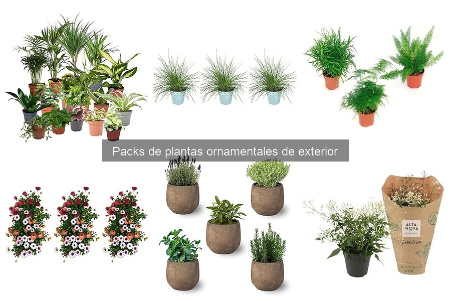Mejores momentos del año para comprar plantas ornamentales