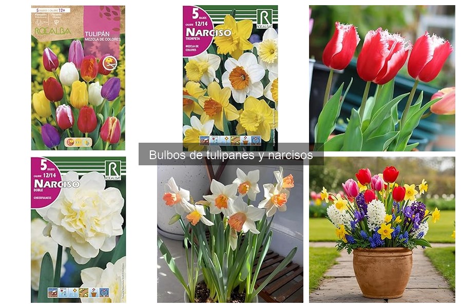Mejores ofertas de bulbos de tulipanes y narcisos en 2023