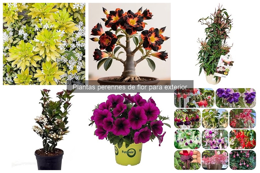 Mejores ofertas en plantas perennes de flor para exterior