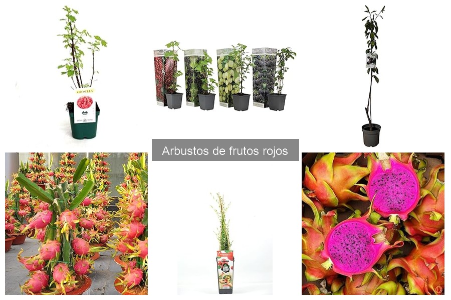 Mejores Ofertas y Precios de Arbustos de Frutos Rojos