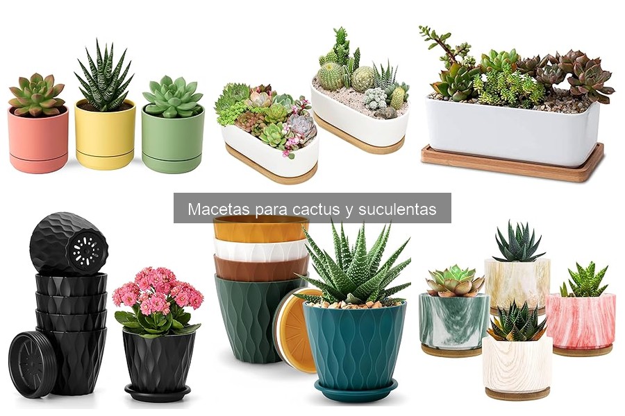 Mejores Ofertas y Precios de Macetas para Cactus