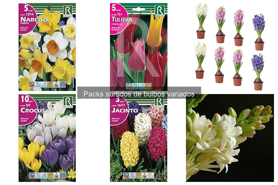 Mejores packs de bulbos para principiantes en jardinería