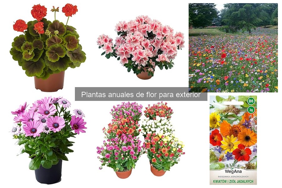 Mejores plantas anuales de flor para sol pleno en tu jardín