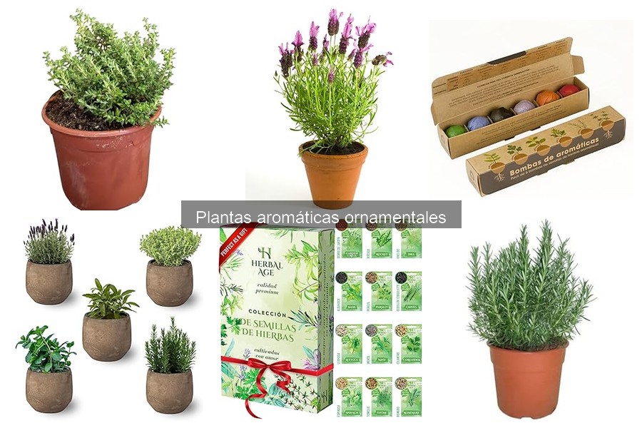 Mejores plantas aromáticas ornamentales para interiores
