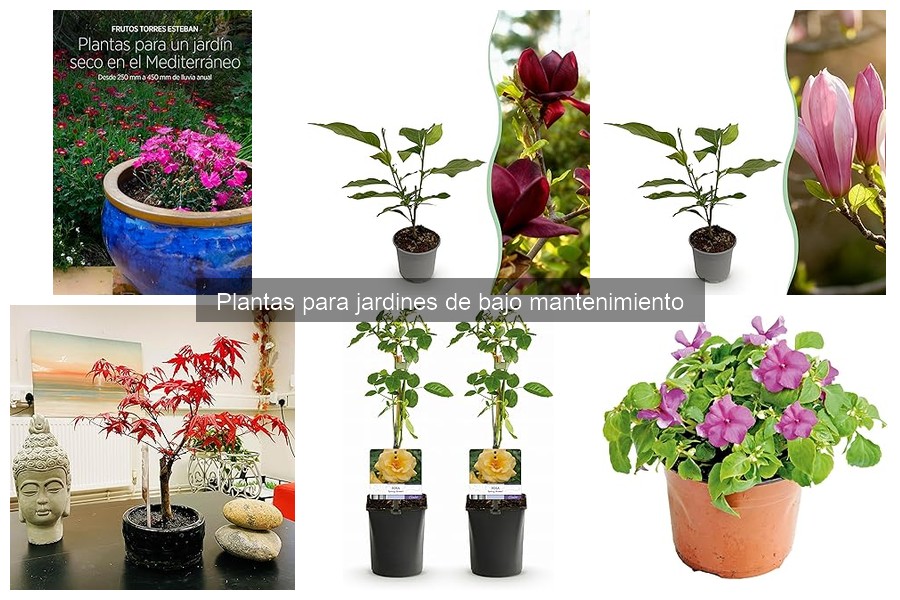 Mejores plantas de bajo mantenimiento para climas secos