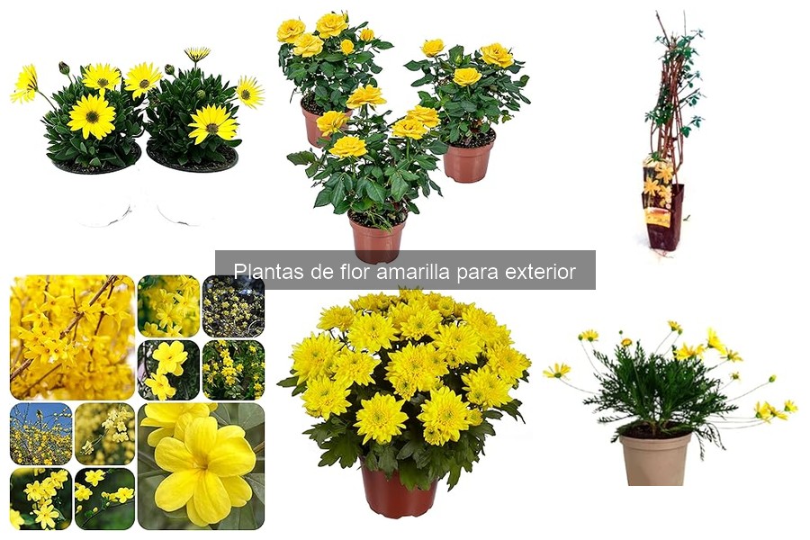 Mejores plantas de flor amarilla para climas secos
