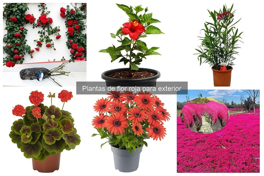 Mejores plantas de flor roja para atraer polinizadores