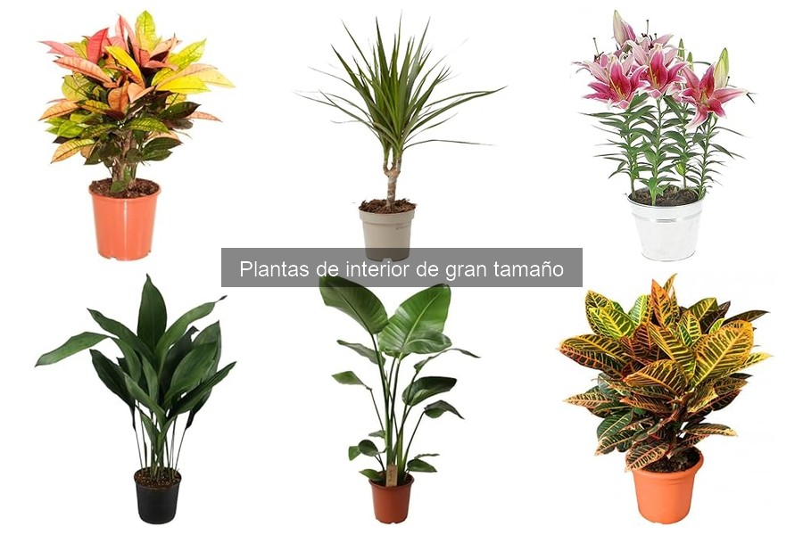 Mejores plantas de interior de gran tamaño para tu hogar