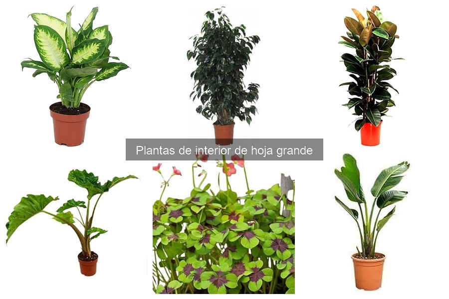 Mejores plantas de interior de hoja grande para tu hogar