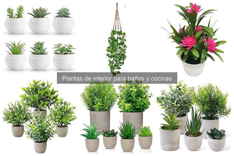 Mejores plantas de interior para baños: opciones ideales