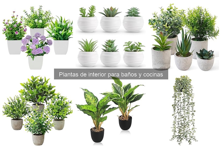 Mejores plantas de interior para cocinas: guía útil y práctica