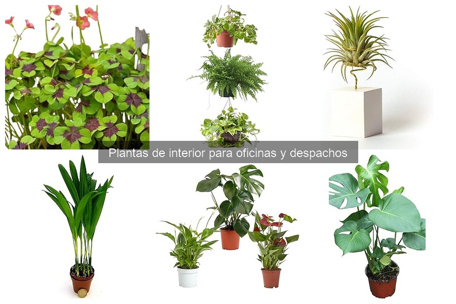 Mejores plantas de interior para espacios con poca luz