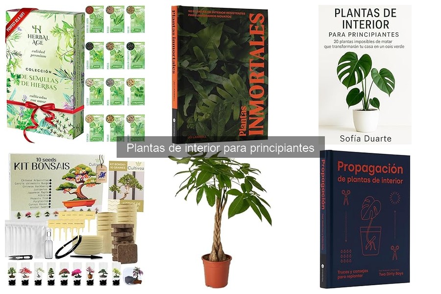 Mejores plantas de interior para espacios pequeños: comparativa