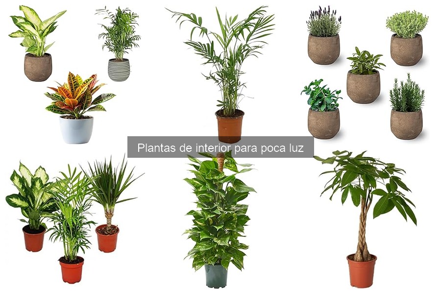 Mejores plantas de interior para poca luz: guía 2023