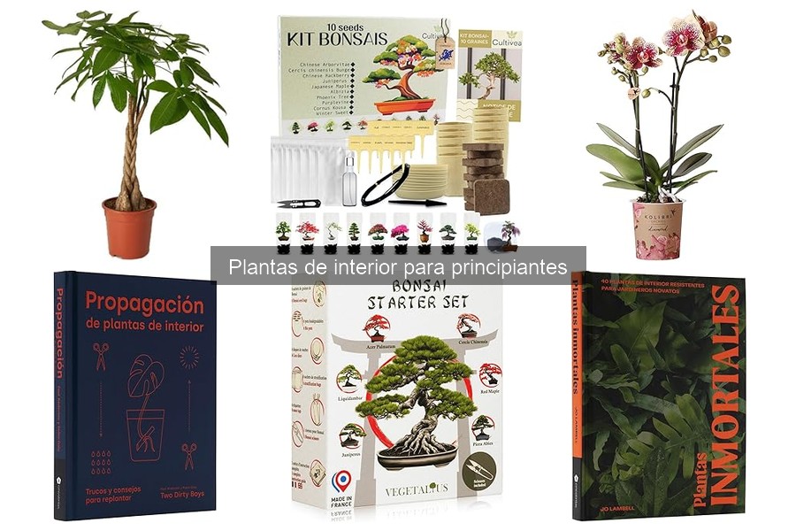 Mejores Plantas de Interior para Principiantes en 2023