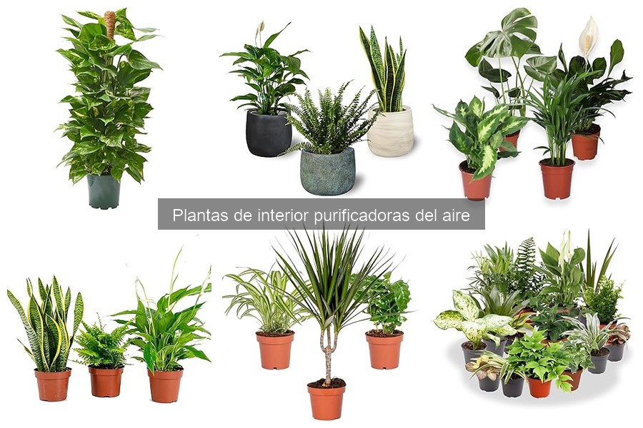 Mejores plantas de interior purificadoras del aire