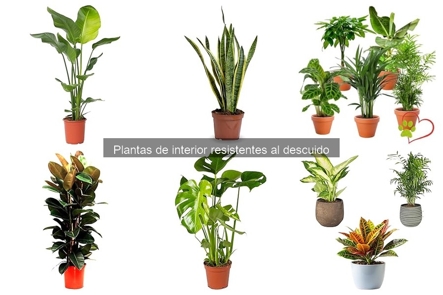 Mejores Plantas de Interior Resistentes para Principiantes