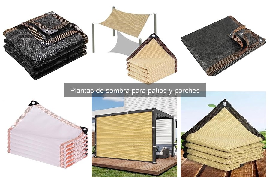 Mejores plantas de sombra para climas húmedos