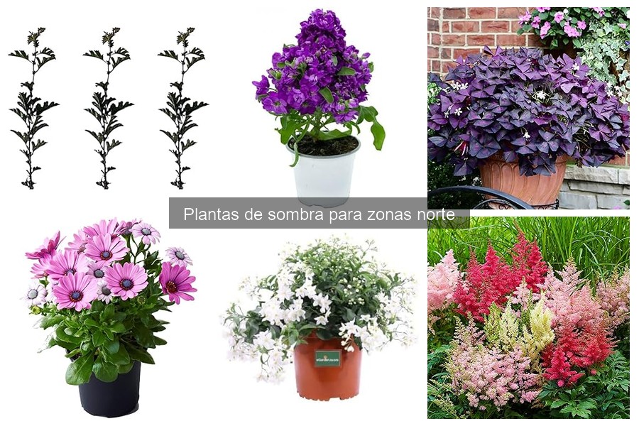 Mejores plantas de sombra para pequeños jardines