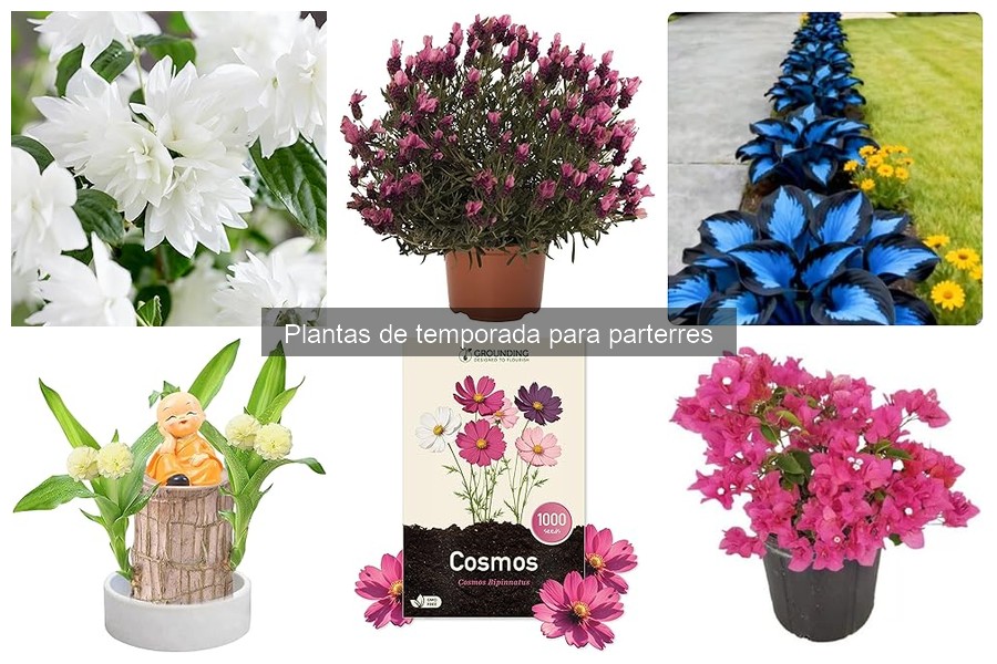 Mejores plantas de temporada para parterres: guía 2023