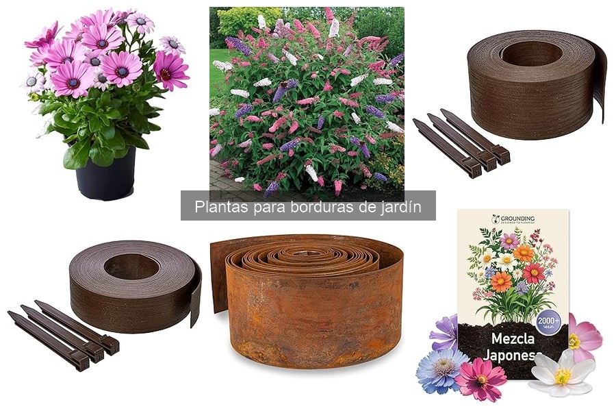 Mejores plantas para borduras en climas cálidos