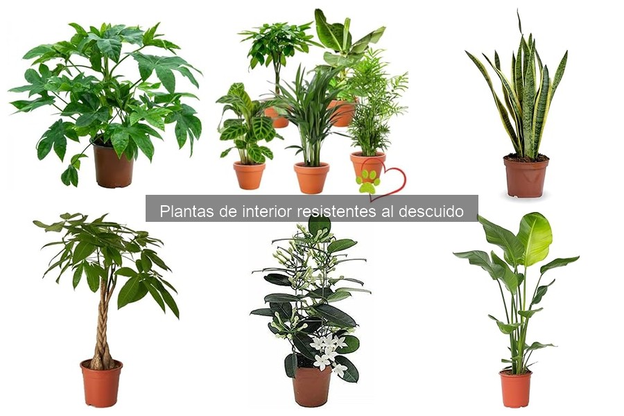 Mejores plantas para purificar el aire en interiores