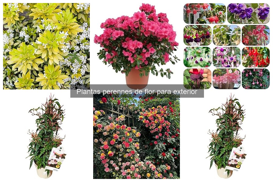 Mejores plantas perennes de flor para tu jardín