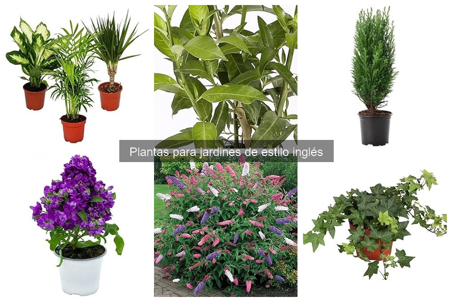 Mejores plantas perennes para jardines de estilo inglés