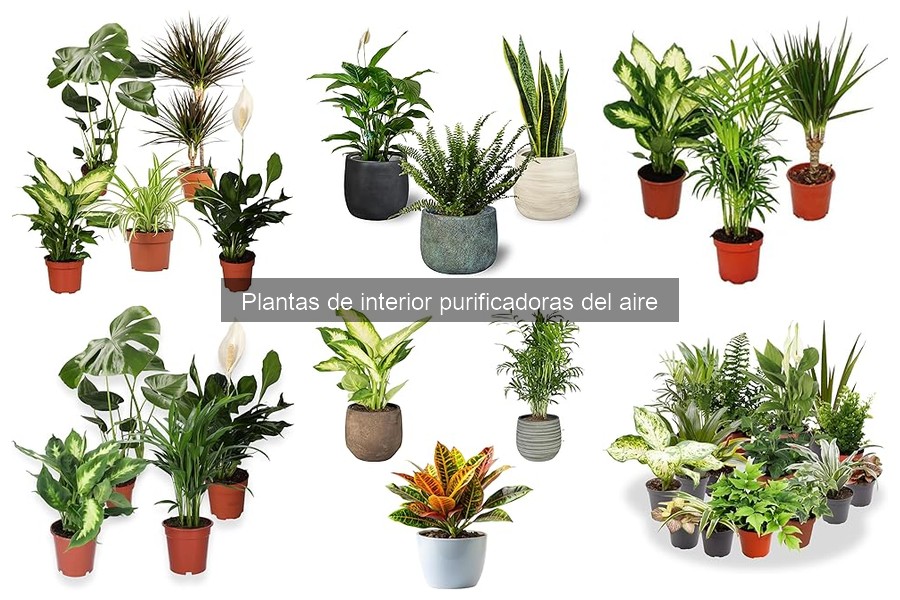 Mejores plantas purificadoras para apartamentos pequeños