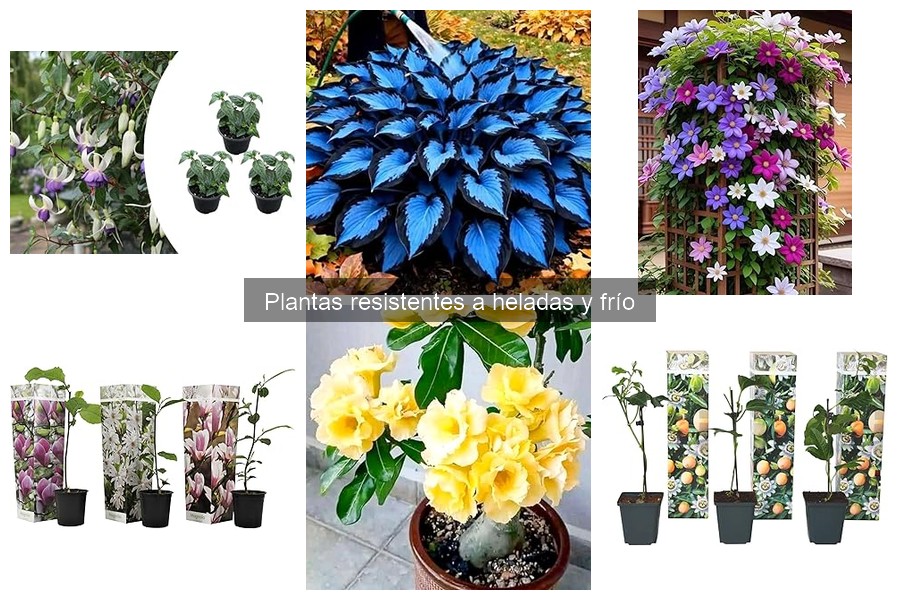 Mejores plantas resistentes al frío para jardines urbanos